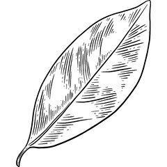 Hand drawn Bay Leaf
