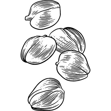 Hand drawn Capers