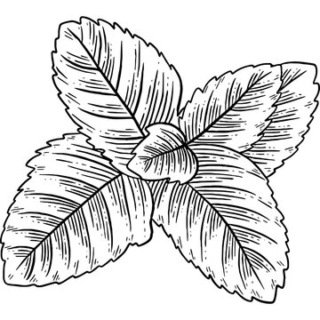 black and white mint leaves drawing clip art preview
