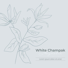 White champak magnolia flowers with leaves on grey background.