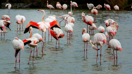 Flamingos in Camargue region, France