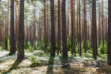 Fototapeta premium Pine tree forest landscape. Forest therapy and stress relief.