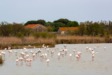 Flamingos in Camargue region, France