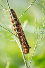 Brown caterpillar on asparagus stalk