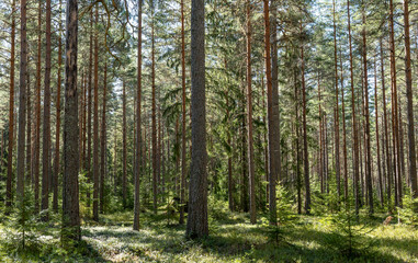 Fototapeta na wymiar Pine tree forest landscape. Forest therapy and stress relief.