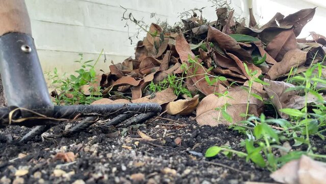 Pile of dry leaf on soil ground with rake tool and sprout and weeds nearby daytime. White wall in background
