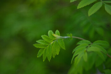 close up of green leaves