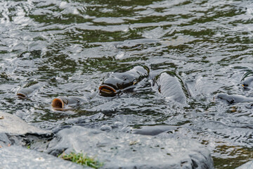 Pond carp gathered for food