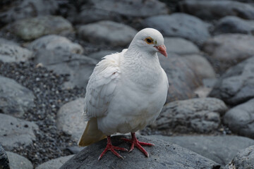 white dove on the rock