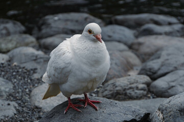 white dove on the rock