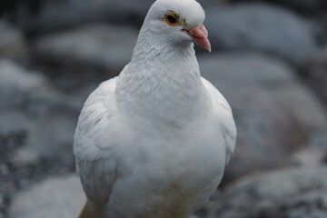 white dove on the rock