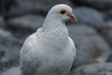 white dove on the rock