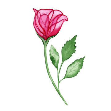 Transparent pink rose flower with leaves watercolor illustration. Hand drawn element for postcards and invitations. Ideal for wedding design.