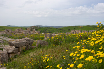 Yellow African daisy wild flowers amongst roman era ruins, Dougga, Tunisia