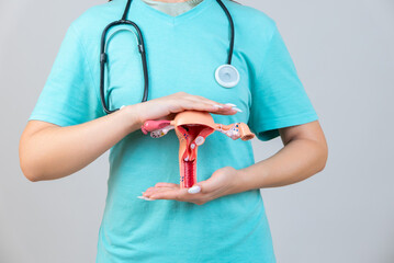 Female doctor Gynecologist with a stethoscope holds model of female reproductive system in the...