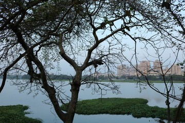 Lonely tree by Powai lake, an artificial lake, in Mumbai, in the Powai valley, India