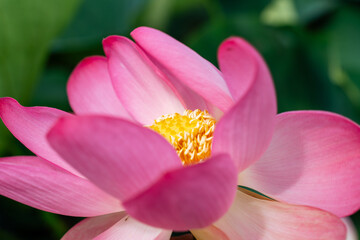 Fototapeta premium A pink lotus flower sways in the wind. Against the background of their green leaves. Lotus field on the lake in natural environment.