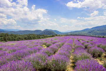 Fototapeta na wymiar A beautiful purple lavender field located in the Carpathian mountains. Long rows of lavender bushes. In the background are the Carpathian Mountains. Beautiful landscape. background. Copy space