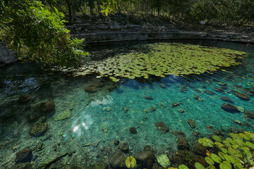 Dzibilchaltun, Mexico, :Cenote Xlacah situated in Dzibilchaltun zona archeologica area in Mexico