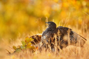 The common buzzaerd sits on a meadow in a beautiful evening light. Buteo buteo. Wildlife scene from european nature. Portrait of a beautiful bird of prey.