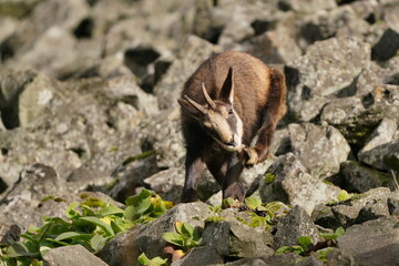 Obraz premium Portrait of a chamois in its natural habitat. Rupicapra rupicapra. Animal from Alp.