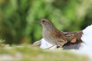 Fototapeta premium Dunnock sitting on the ground. Wildlife scene from spring nature. Song bird in the nature habitat. Prunella modularis.
