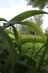 Leaves in the garden