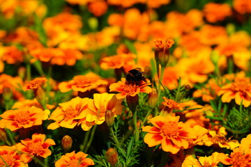 Tagetes patula and insect - autumn flowers