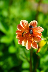 Dahlia, georginia and insect - Beautiful dahlia flower in the garden