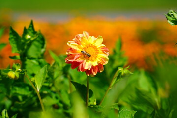 Dahlia, georginia and insect - Beautiful dahlia flower in the garden
