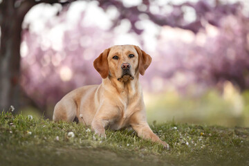 yellow labrador lying on green gras in front of pink cherry blossoms