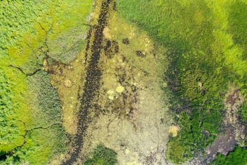 Aerial top down view of green grass and water in marsh wetland