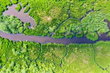 Aerial top down view of green grass and water in marsh wetland