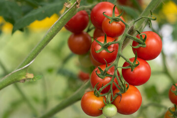 Red tomato fruits on plants. Tomato farming in greenhouse.