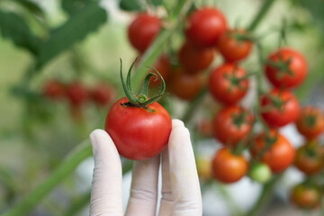Red tomato fruits with worm borer insect infestation in organic farming.