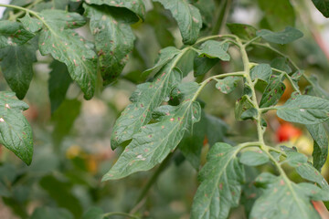 Tomato leaf spot disease infected on green leaf.