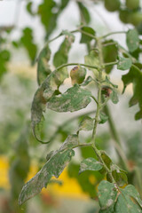 Powdery mildew fungi disease spread over tomato leaf.