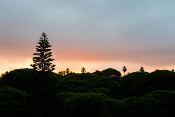sunrise in the pine forests of the Barrosa beach in Sancti Petri, Cadiz, Spain