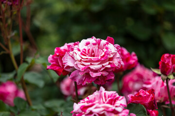 クレイジートゥ