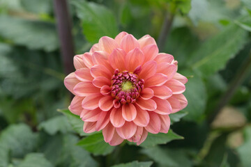 Dahlia blossom in light and dark red color shades.