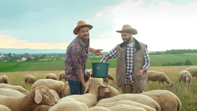 Cheerful young Caucasian handsome males shepherds in hats smiling and feeding sheep in field. Outdoors. Workday of farmers at animals countryside farm. Men friends feed livestock.