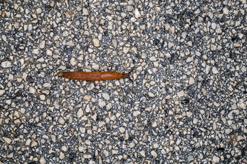 Spanish Slug (Arion lusitanicus - Arion vulgaris)