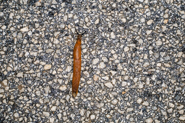 Spanish Slug (Arion lusitanicus - Arion vulgaris)