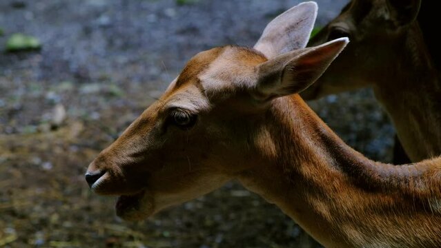 Deer close up portrait. Brown Doe,  hind, fallow-deer close up. Slow motion video
