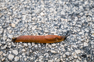 Spanish Slug (Arion lusitanicus - Arion vulgaris)