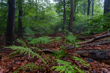 Obraz premium Nach dem Regen, unterwegs im Wald 1