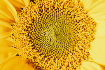 Blooming yellow sunflower head very close up. Natural abstract yellow background