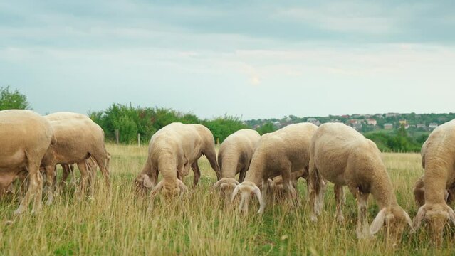 Herd of sheep eating grass in meadow on summer day. Eco wool farming concept. Farm animals feeding. Livestock feed. Grassland background. Paddock countryside.