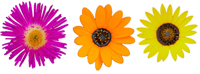 Pink, orange, yellow wild flowers with transparent background