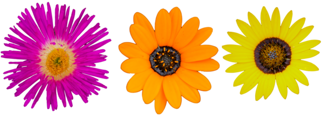 Pink, orange, yellow wild flowers with transparent background
